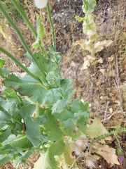 Papaver somniferum