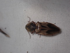 Stropenron hieroglyphica