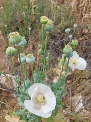 Papaver somniferum