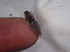 Stropenron hieroglyphica