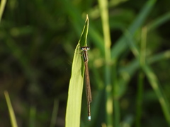 Ischnura asiatica
