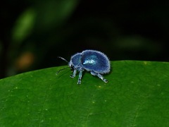 Trichochrysea hirta