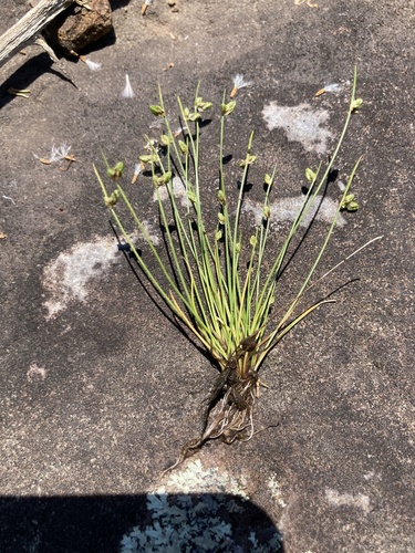 Gulf Coast Bulrush (Isolepis pseudosetacea)