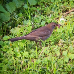Turdus merula