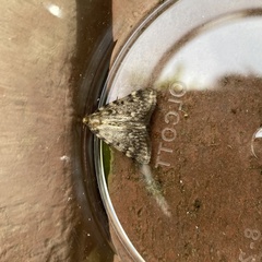 Aglossa pinguinalis