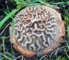 Amanita brunneolocularis