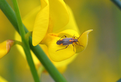 Capsodes flavomarginatus