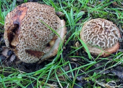 Amanita brunneolocularis