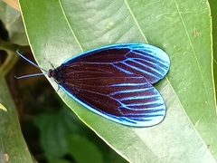 Pompelon marginata