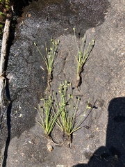 Isolepis pseudosetacea