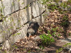 Arctonyx albogularis