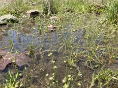 Isolepis pseudosetacea