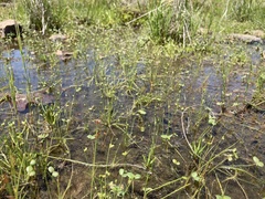 Isolepis pseudosetacea