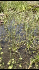 Isolepis pseudosetacea