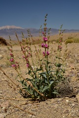 Penstemon floridus floridus