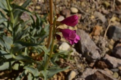 Penstemon floridus floridus