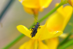 Oedemera atrata