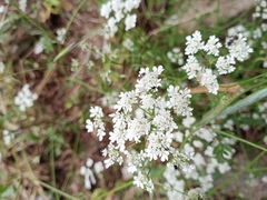 Torilis arvensis neglecta