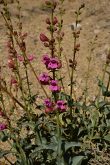 Penstemon floridus floridus