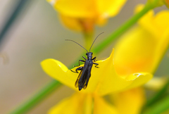 Oedemera atrata