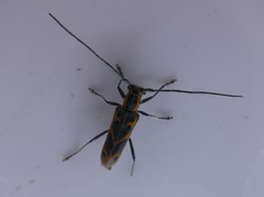 Saperda tridentata