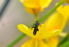 Oedemera atrata