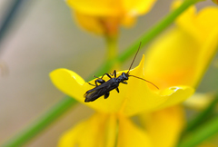 Oedemera atrata