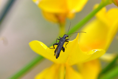 Oedemera atrata