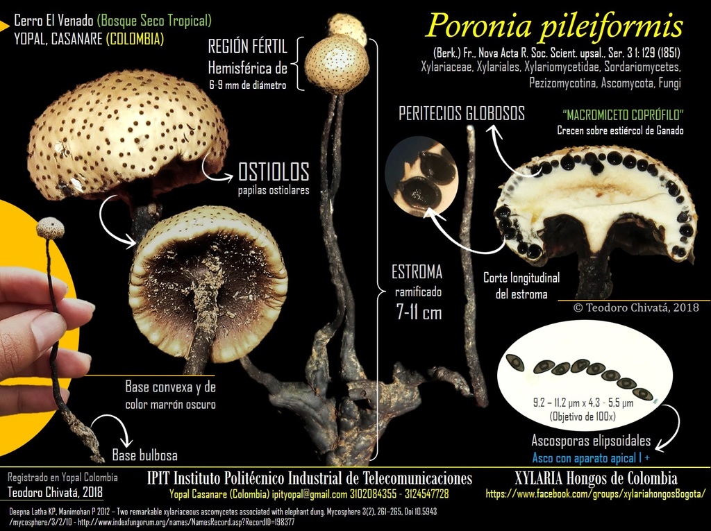 Poronia pileiformis from Yopal, Casanare, Colombia on May 31, 2018 at ...