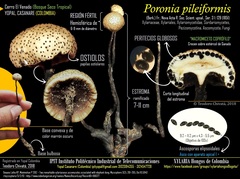 Poronia pileiformis