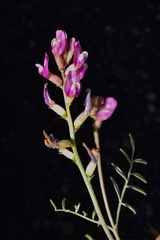 Astragalus casei