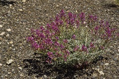 Astragalus casei