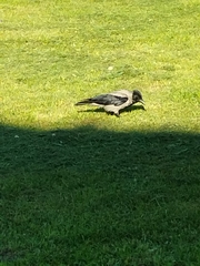 Corvus cornix