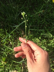 Capsella bursa-pastoris