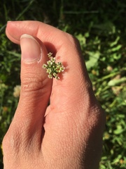Capsella bursa-pastoris