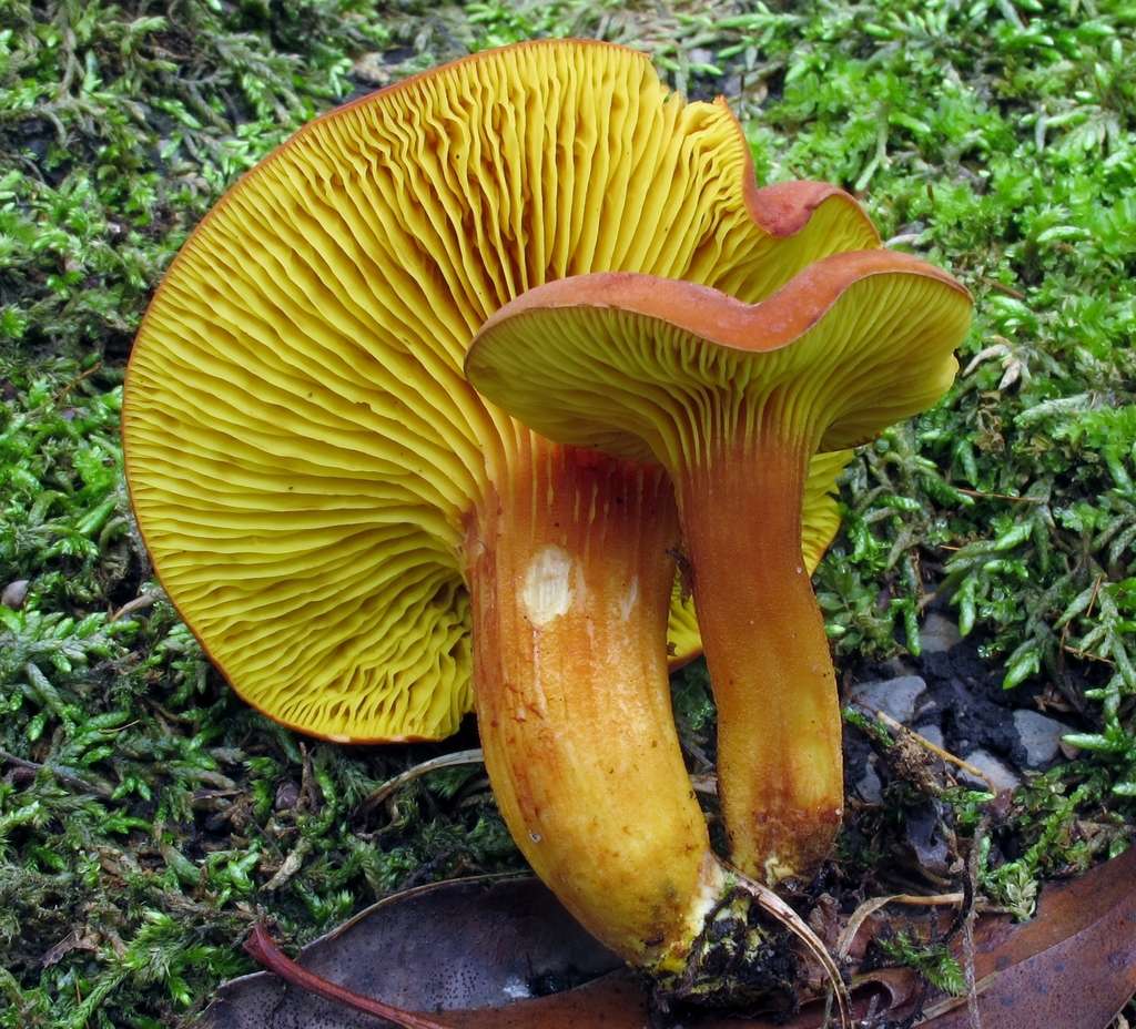 Gilled Boletes
