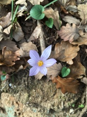Crocus pulchellus