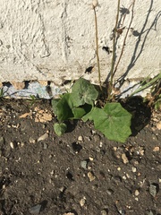Tussilago farfara