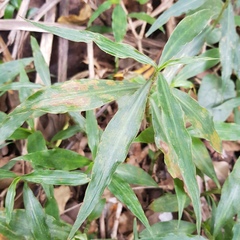 Coleotrype natalensis