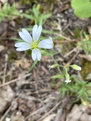 Cerastium strictum