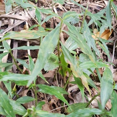 Coleotrype natalensis