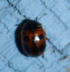 Diaperis maculata