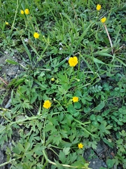 Ranunculus repens