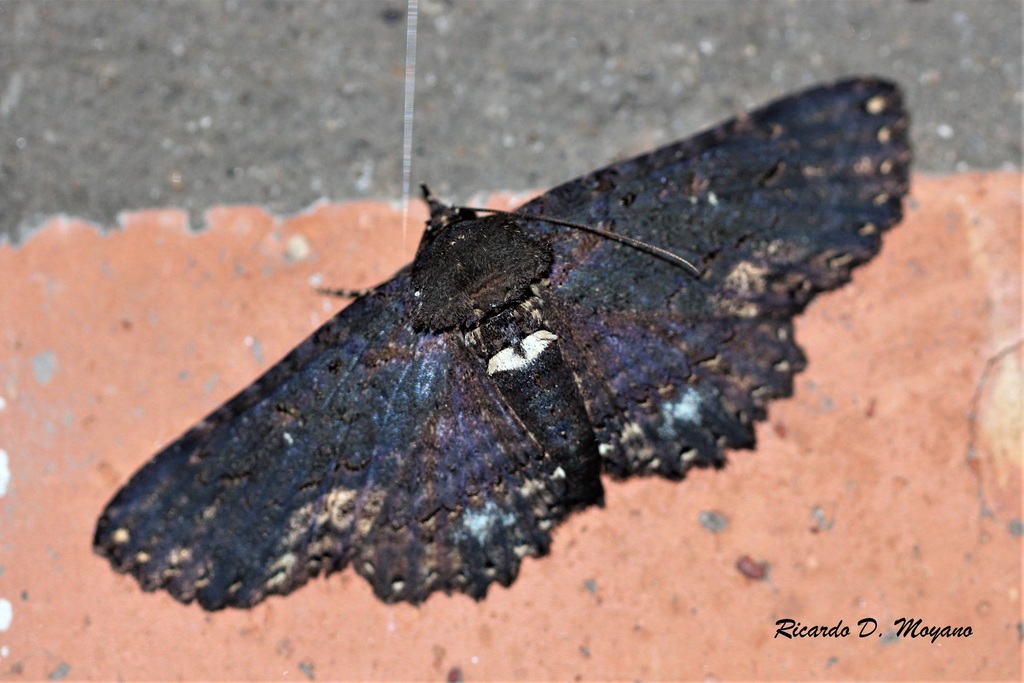 Zale peruncta