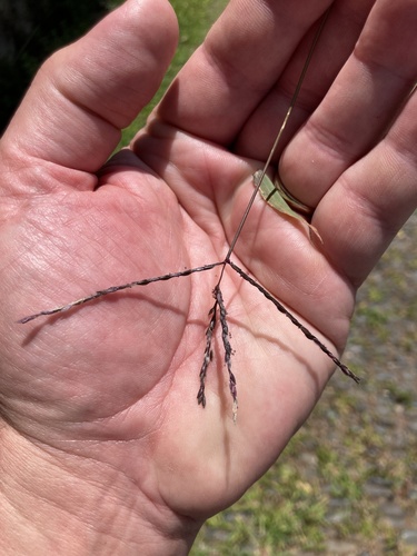 Digitaria sanguinalis image