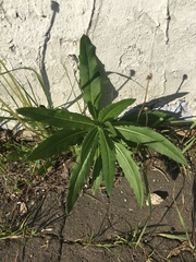Cirsium arvense