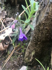 Glandora diffusa