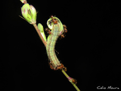 Aricoris propitia