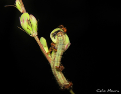 Aricoris propitia