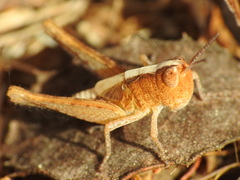 Chorthippus vagans